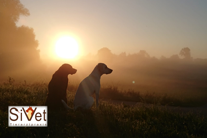 Sivet Tierarzt Praxis